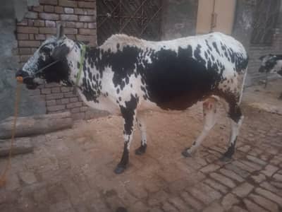 cow for sell
