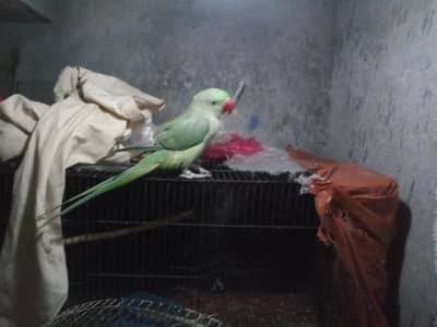 Raw Active male parrot, semi tamed, talking on mood
