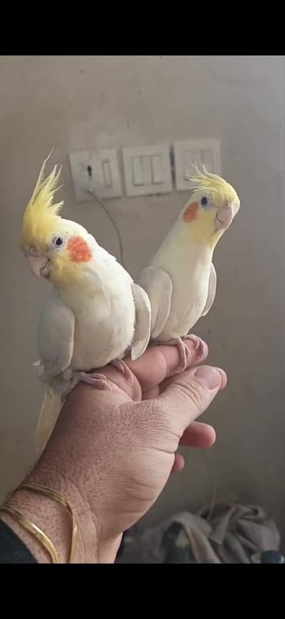Hand Tame Cockatiel Pair
