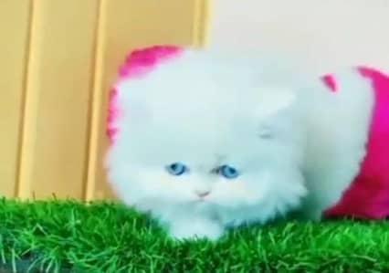Quality Persian Punch Face Cats & Kittens 03094016734 WhatsApp