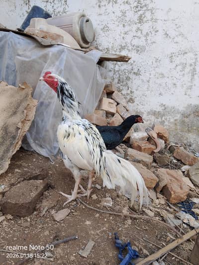 aoa seal murgha for sale