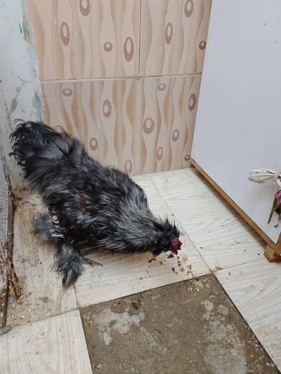 for sale or exchange with blue buff