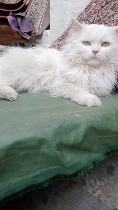 Persian cat male