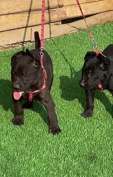 belgian shepherd dogs