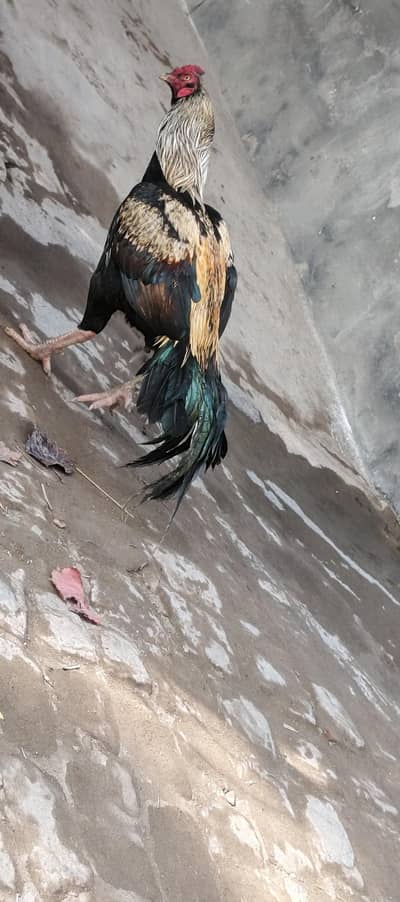 Aseel Murgha for sale