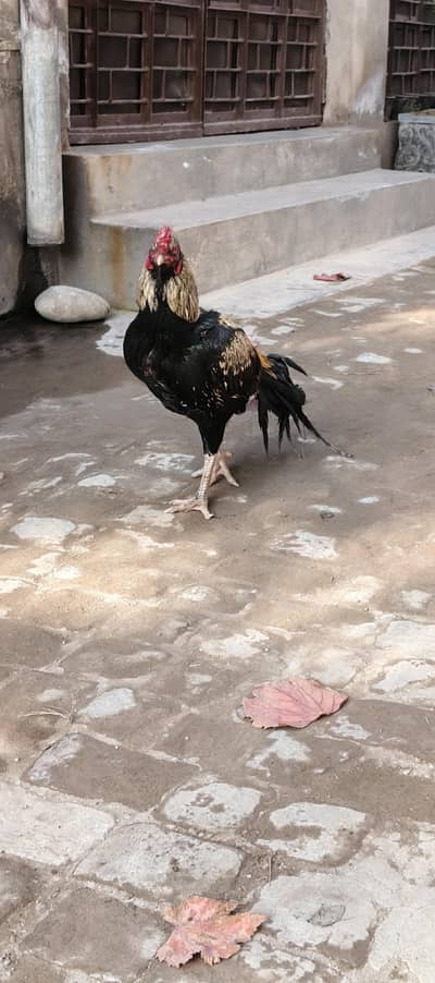 Aseel Murgha for sale