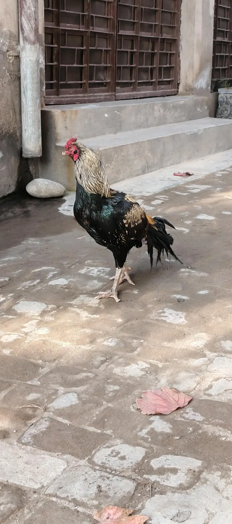 Aseel Murgha for sale fix price — photo 2