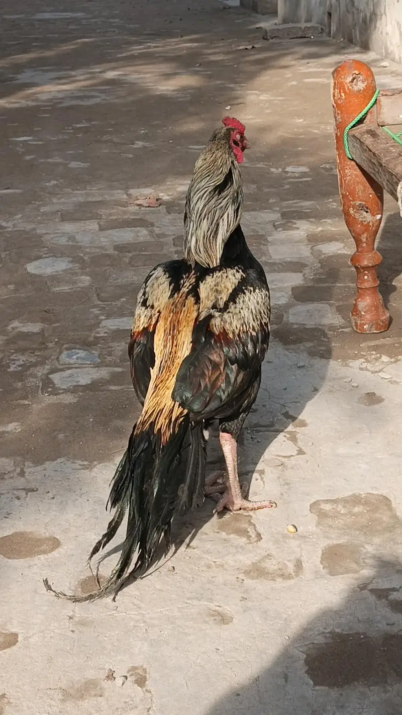 Aseel Murgha for sale fix price — photo 3