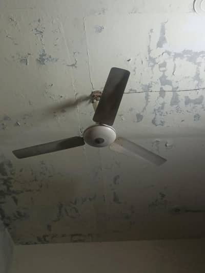 fan for sale