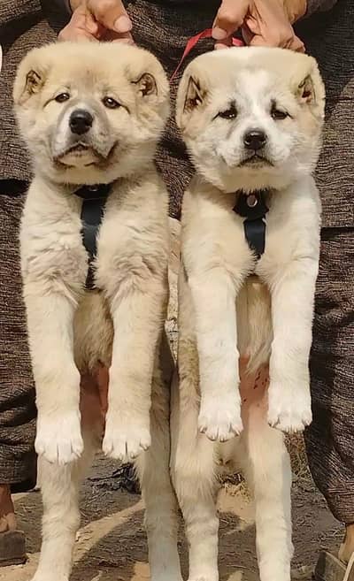 pevar afghan Kochi security dog available for sale