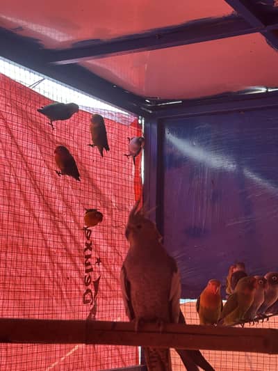 Cocktails lovebirds budgies