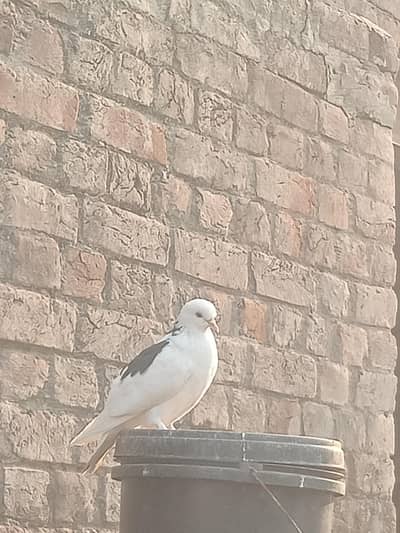 Fancy And mix pigeons