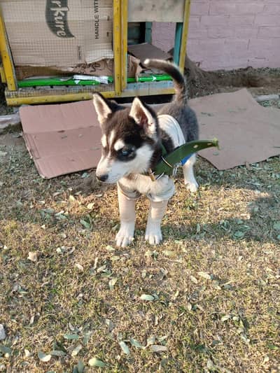 Siberian husky male Puppy  (Dog]