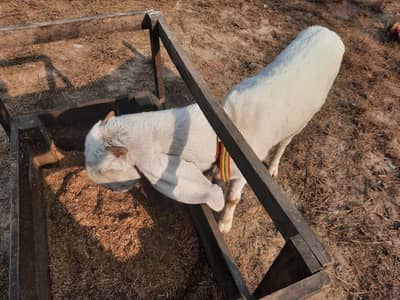 Rajan por nasal goat for sale