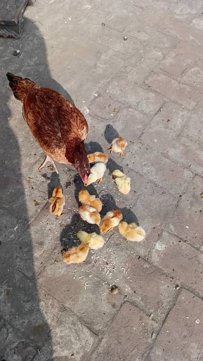 11 aseel chicks and 1 hen mother