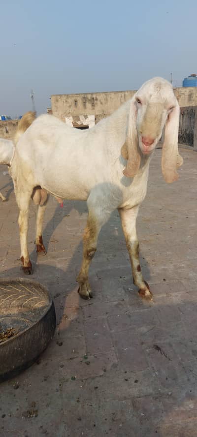 Pure Rajistani Breeder