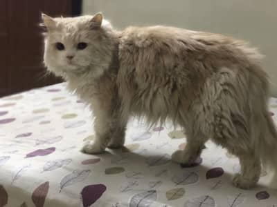 Persian cat
