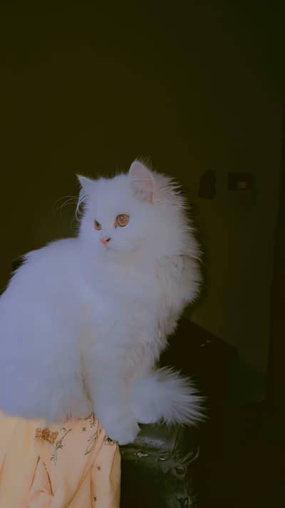 Persian female kitten punch face tripal coat