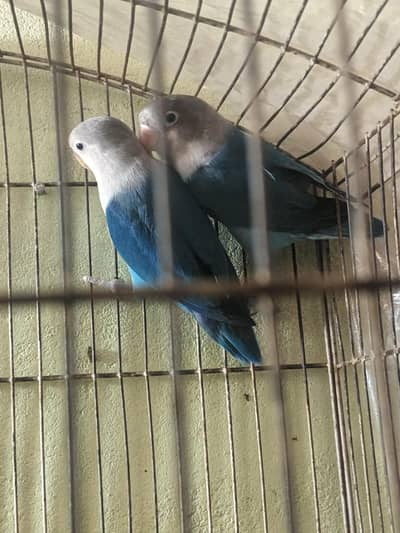 voilet pair 100 % breeder