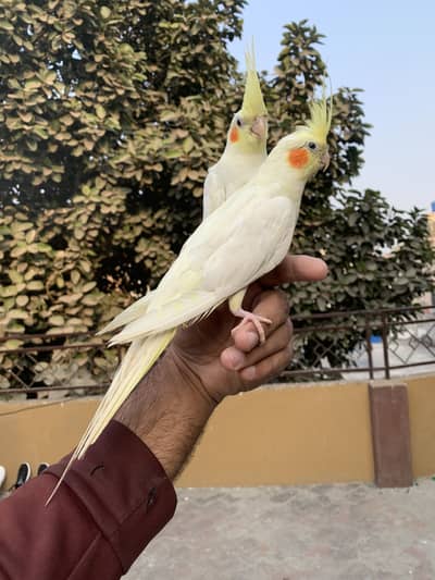 Cocktail handtame pair