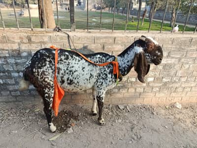 makhi chin desi bakri