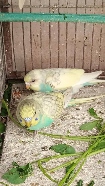 LOTINO RED EYE & FELLOW, RAINBOW BUDGIE AVAILABLE FOR SALE.