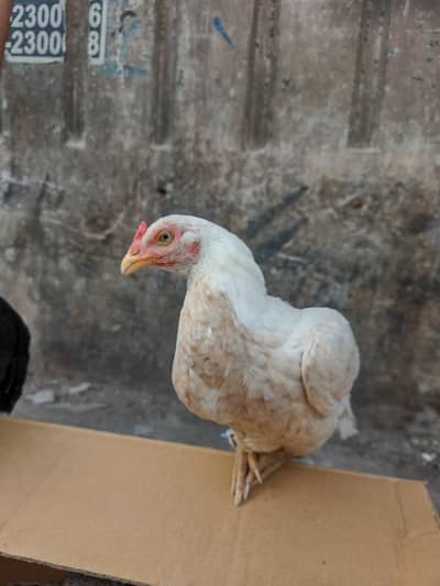 mushka aur boski murghi