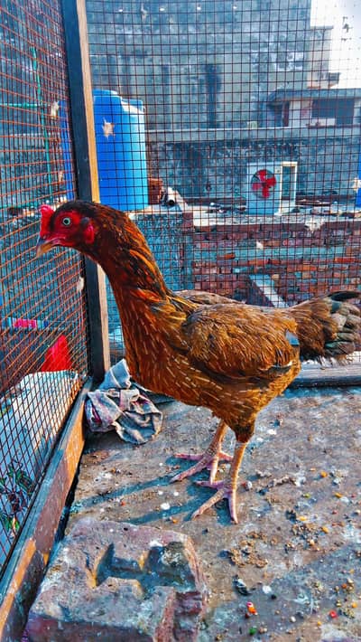 Aseel hen good addition