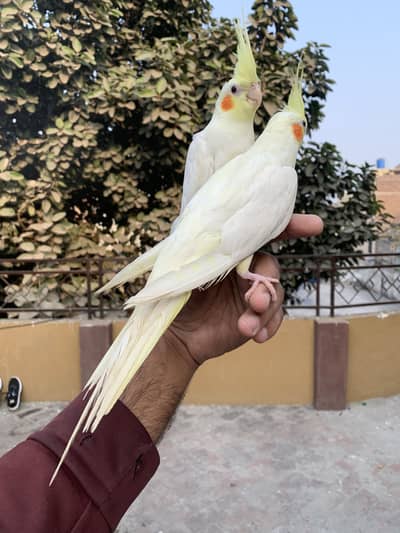 Cocktail handtame pair