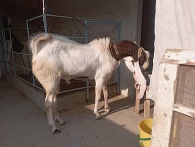 6 danth breeder for sale