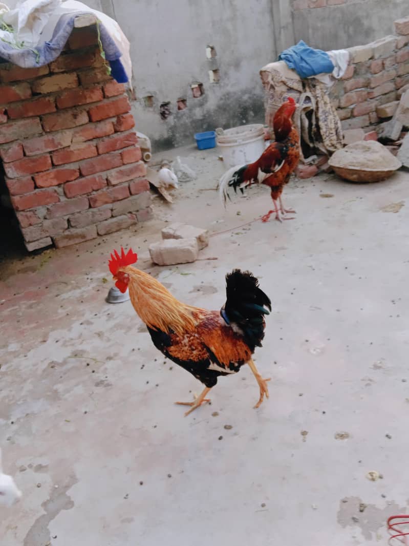 دیسی مرغا فروخت کرنا ہے بہترین کوالٹی کا مرغا ہے 0