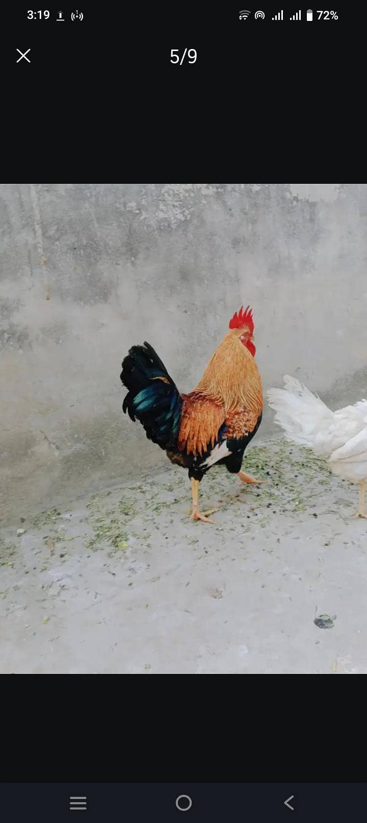 دیسی مرغا فروخت کرنا ہے بہترین کوالٹی کا مرغا ہے 6