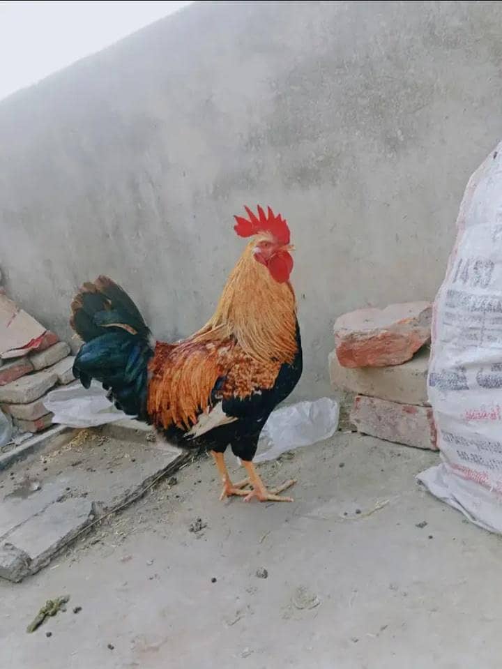 دیسی مرغا فروخت کرنا ہے بہترین کوالٹی کا مرغا ہے 7