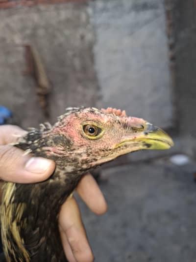 Aseel Thai x trad pakoye 3 pathy for sale