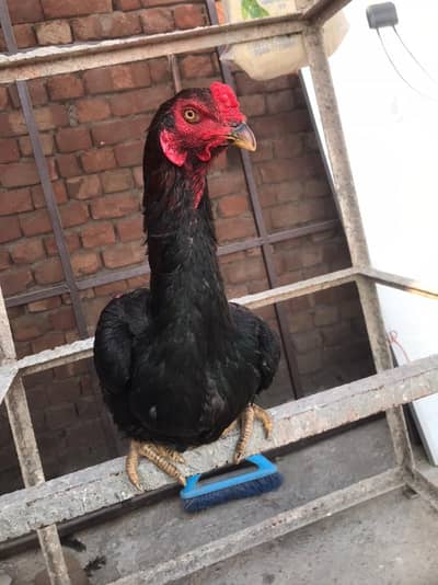 Adeel Viet pair for sale