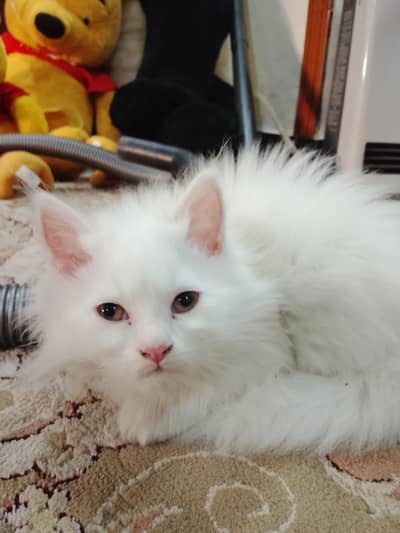 3 Persian kittens for sale, 2 boys 1 girl