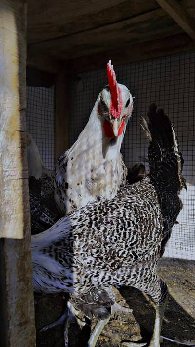 Egyptian feomi ready to bread hens