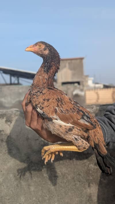 Aseel Mianwali PeeLa