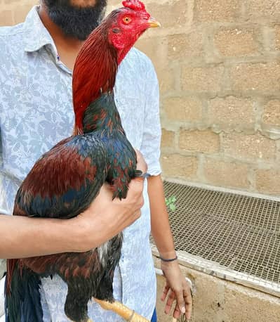 high quality lakha murga 03711036880