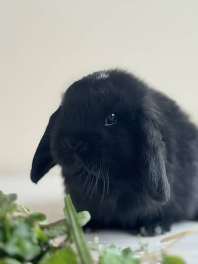 Holland loop punch face