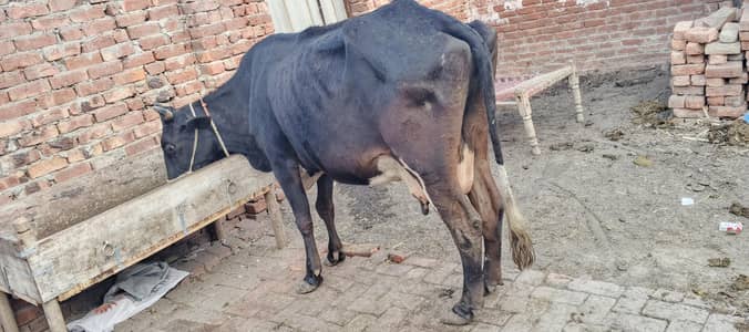 valetan or jarsi cross