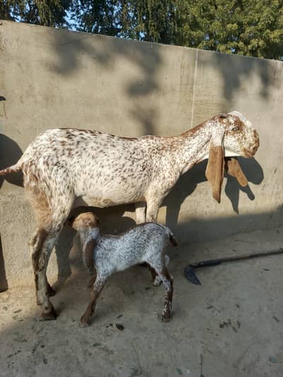 young makhi cheeni  goat for sale. . more details Whatsapp 03174390523