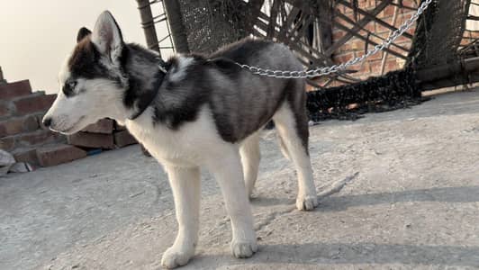 siberian Husky