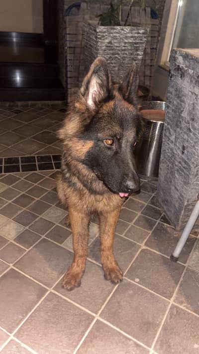 German shepherd male puppy age is 20 months do stud service only
