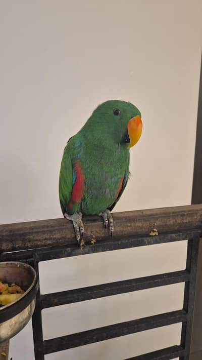 Male Eclectus Parrot Hand Tame No Bite