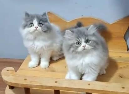 Quality Persian Punch Face Cats & Kittens 03094016734 WhatsApp