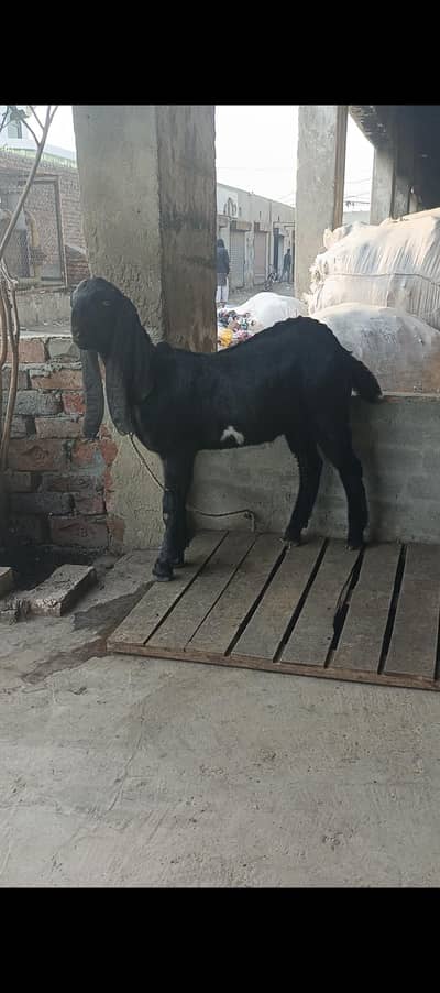 Amritsari jori bital