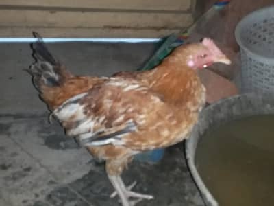 one male hen for sale