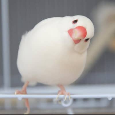 Top Quality White Java Finches For Sale !!