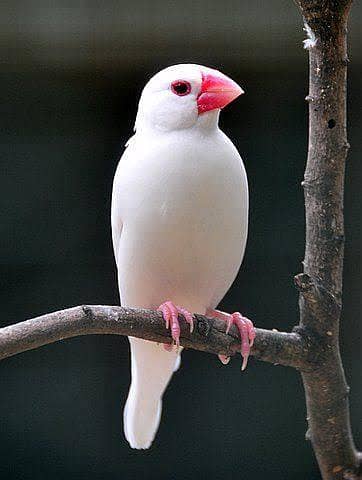 White Java Finches 0